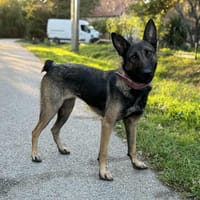 June, chienne à adopter