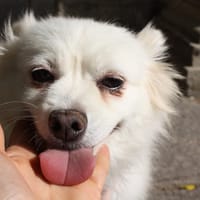 NINA, chienne à adopter