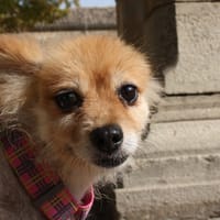 MOCCA, chienne à adopter
