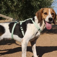 MARA, chienne à adopter
