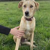 Pollux, chien à adopter