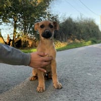 Lilo, chien à adopter
