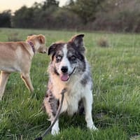 Osis, chien à adopter