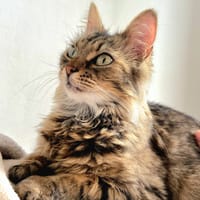 Axelle, chatte à adopter