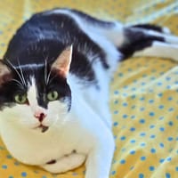 Félix, chat à adopter