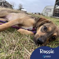 Rossie, female dog to adopt