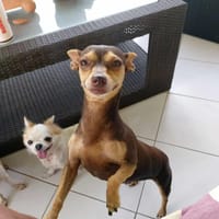 DAISY la belle créole, chienne à adopter
