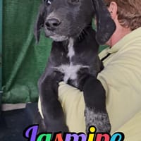 JASMINE, cane femmina da adottare