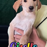 GISELLE, cane femmina da adottare
