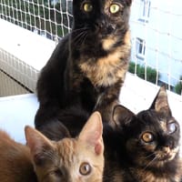 Kâline, chatte à adopter
