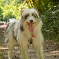 Neiko, chien à adopter