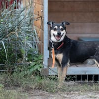 Jasper, pies do adopcji