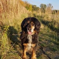 Salvador, pies do adopcji