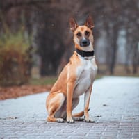 Diego, pies do adopcji