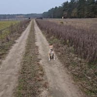 Tanger, pies do adopcji