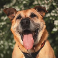 Burbon, pies do adopcji