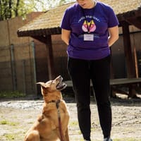 Nolo, pies do adopcji