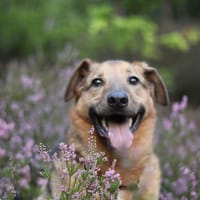 Ber, pies do adopcji