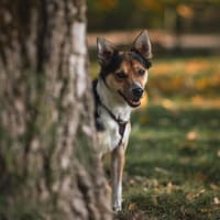 Willy, pies do adopcji