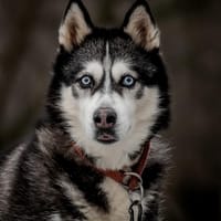 Nila, suczka do adopcji