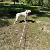 Mela, suczka do adopcji