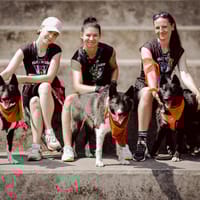 Lux, pies do adopcji