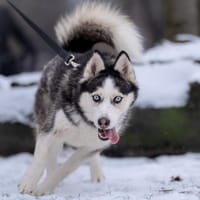 Gigi, suczka do adopcji