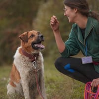 Grafi, pies do adopcji