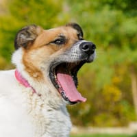 Byku, pies do adopcji