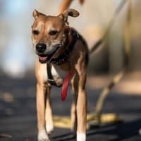 Maya, suczka do adopcji