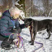 Swart, pies do adopcji