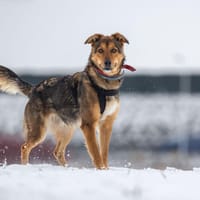 Sisi, suczka do adopcji