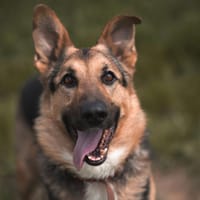 Denzel, pies do adopcji