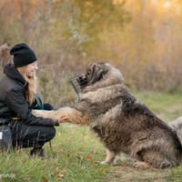 Bailey, pies do adopcji