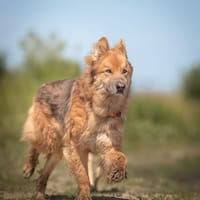 Kaito, pies do adopcji