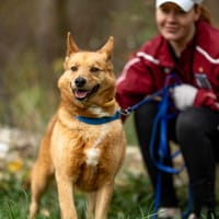 Rotti, pies do adopcji