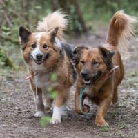 Żanka, suczka do adopcji