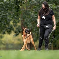 Ambra, suczka do adopcji