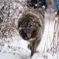 Hubert, pies do adopcji