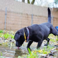Brownie, pies do adopcji