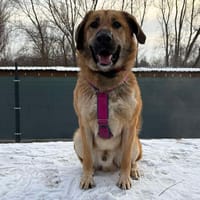 Pumba, pies do adopcji