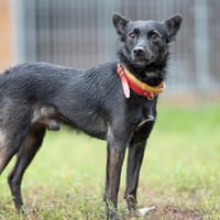 Tulik, pies do adopcji