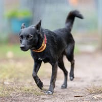 Tulik, pies do adopcji