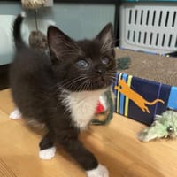 Antenka, kotka do adopcji