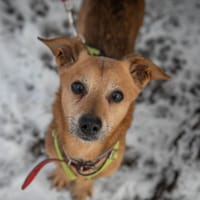 Baron, pies do adopcji