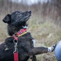 Hotdog, pies do adopcji