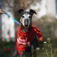 Hermes, pies do adopcji