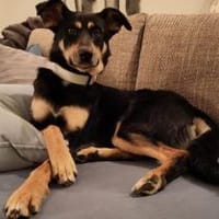 Sportliche PIPPA sucht liebes Zuhause, Hündin zur Adoption