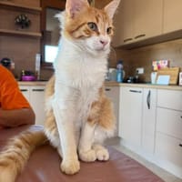 Luna und Stuart suchen gemeinsam ein Zuh, Kater zur Adoption