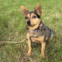 Harry mit dem großen Herz ❤, Hund zur Adoption